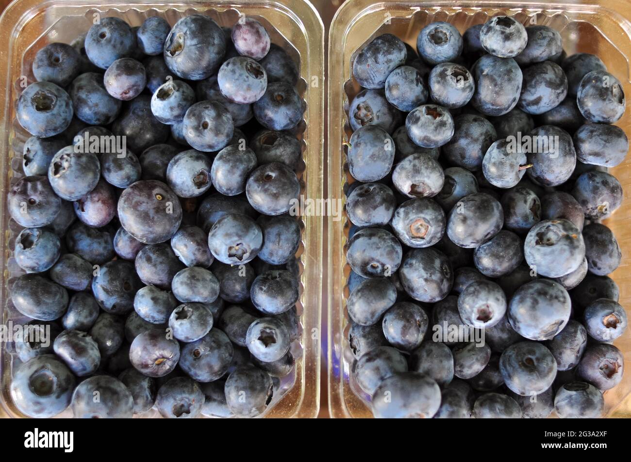 Bleuets dans des sacs en plastique dans la vue macro de la décrochage ,  fond bleu Photo Stock - Alamy