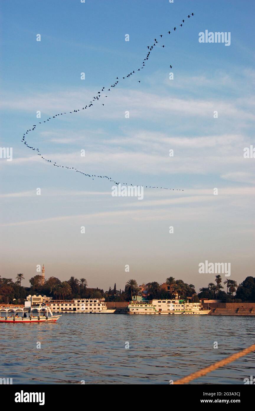 Une longue ligne d'oiseaux cormorans - collectivement connus sous le nom de goulpe - volant vers le sud le long du Nil dans la soirée à Louxor, en Égypte. Banque D'Images