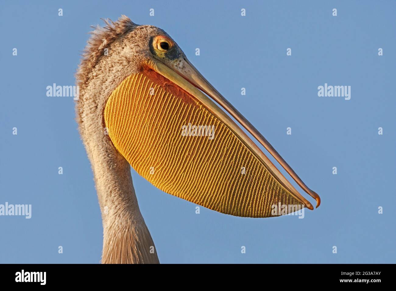 Profil Pelican à dos rose (Pelecanus rufescens) de la poche jaune. Okavango Delta, Botswana, Afrique Banque D'Images