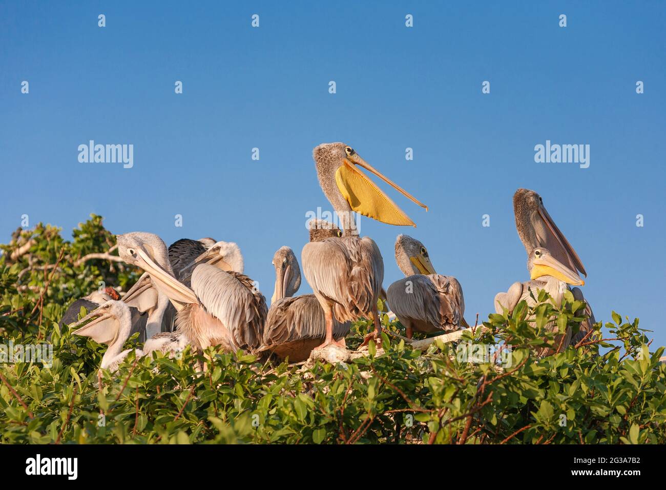 Pelican à dos rose (Pelecanus rufescens) floqué s'assoir à la cime des arbres. Okavango Delta, Botswana, Afrique Banque D'Images