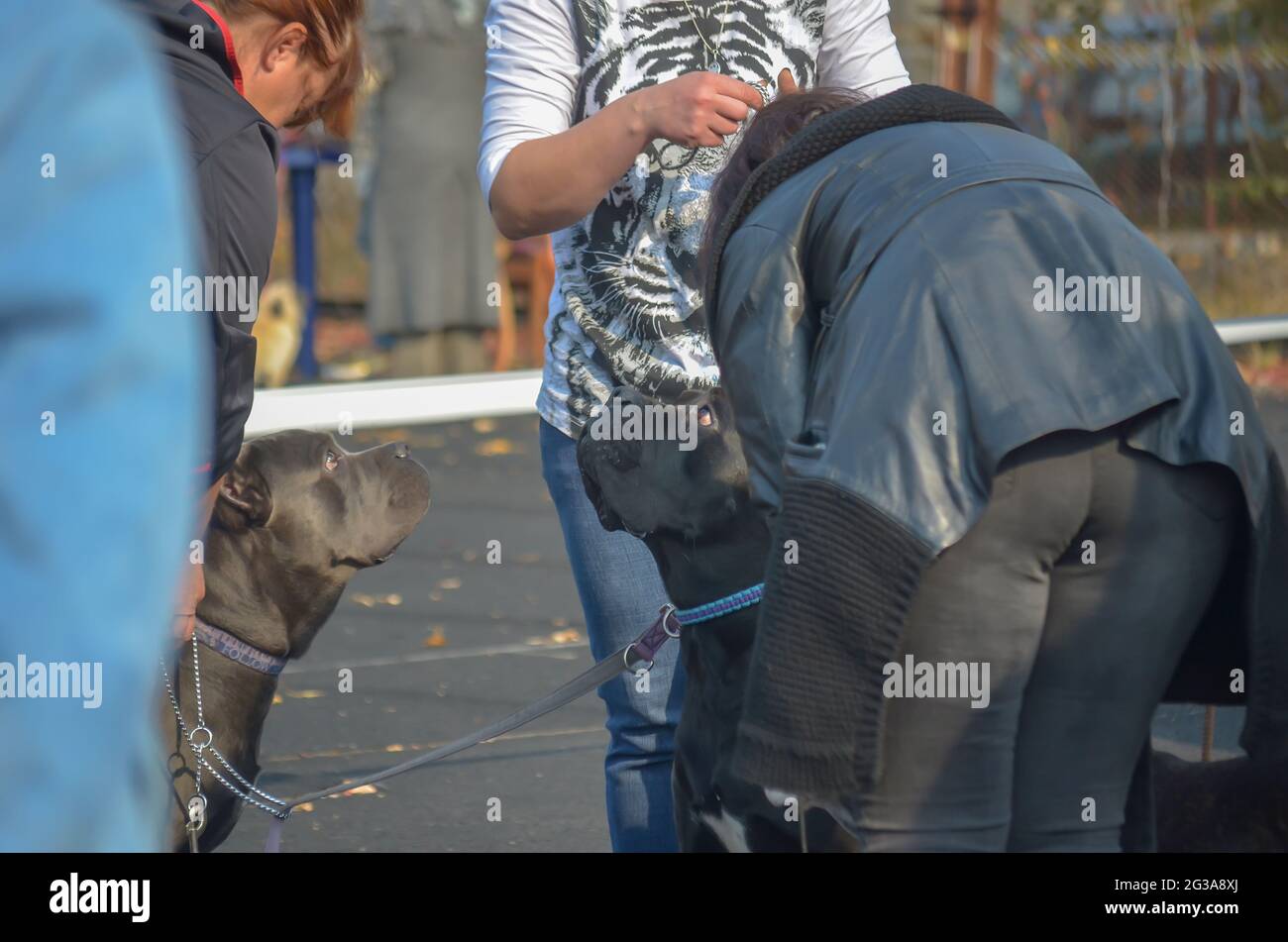 Les femmes mettent des colliers sur les animaux noirs et gris à  l'extérieur. Chiens de l'ancienne race italienne de Cane Corso. Le  manipulateur se trouve à proximité. Préparation de la maquette Photo