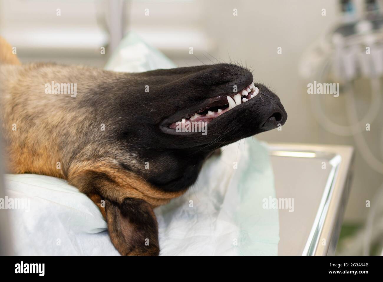 Chien berger allemand allongé sur la table d'opération avant la chirurgie. Grand chien berger allemand sous anesthésie dans la clinique vétérinaire allongé sur l'opérette Banque D'Images