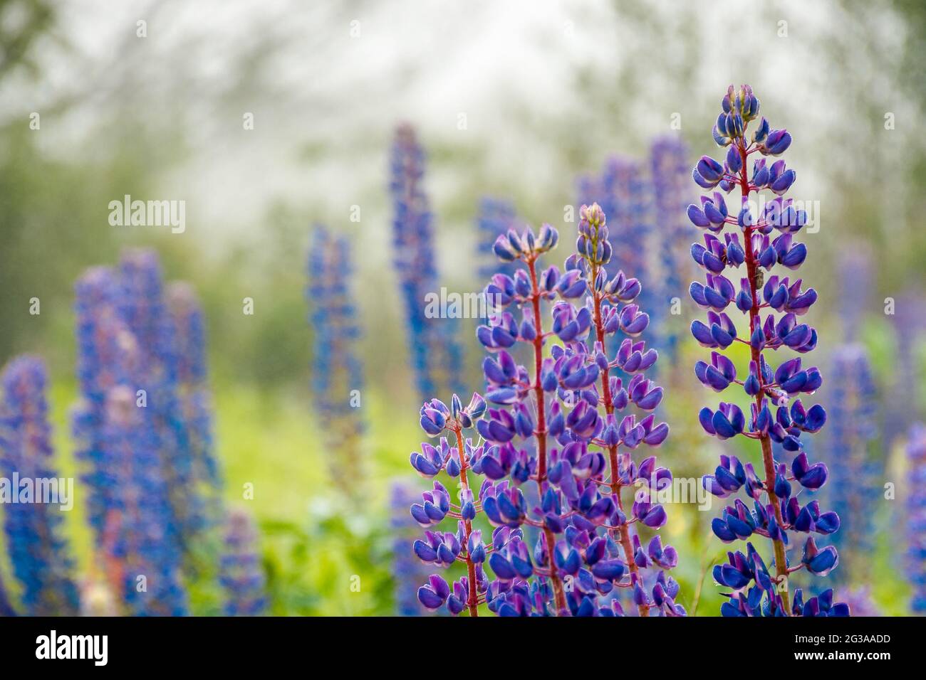 le lupin violet fleurit dans la rosée. beau gros plan de la nature sur un matin brumeux Banque D'Images