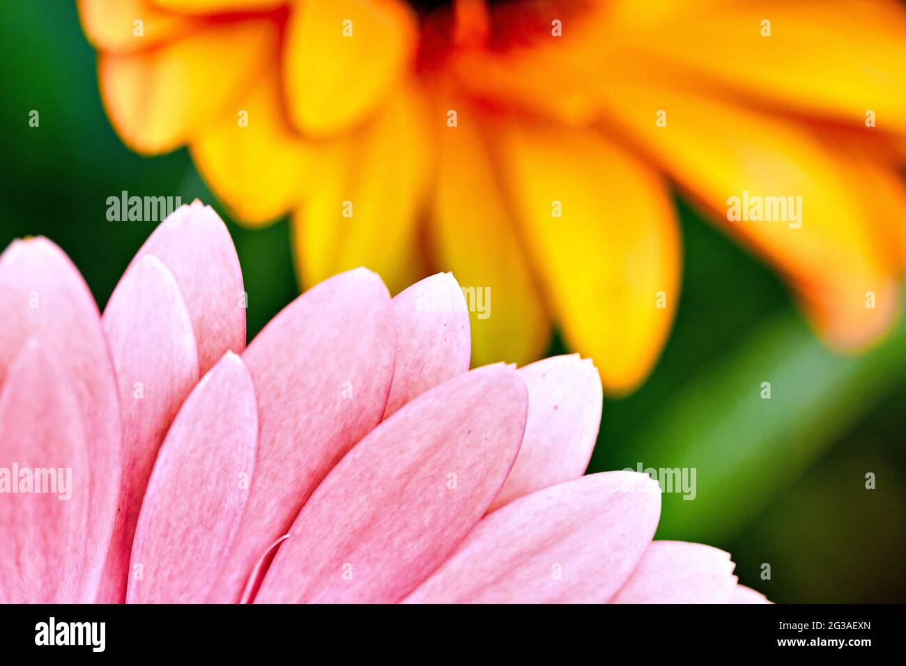 gros plan de pétales de gerbera multicolores en arrière-plan Banque D'Images