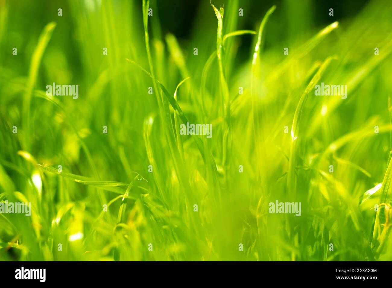 Herbe verte, nature fond d'été Banque D'Images