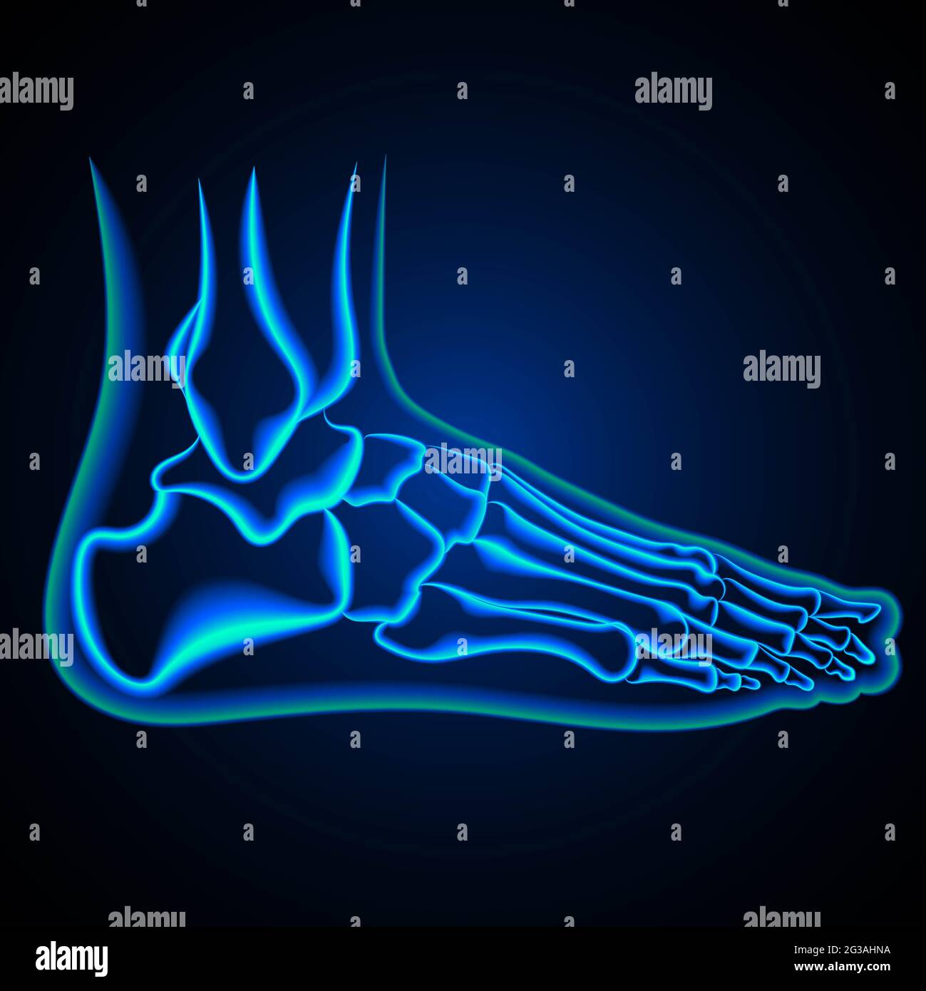 Anatomie du pied. Radiographie de la cheville. Illustration Banque D'Images
