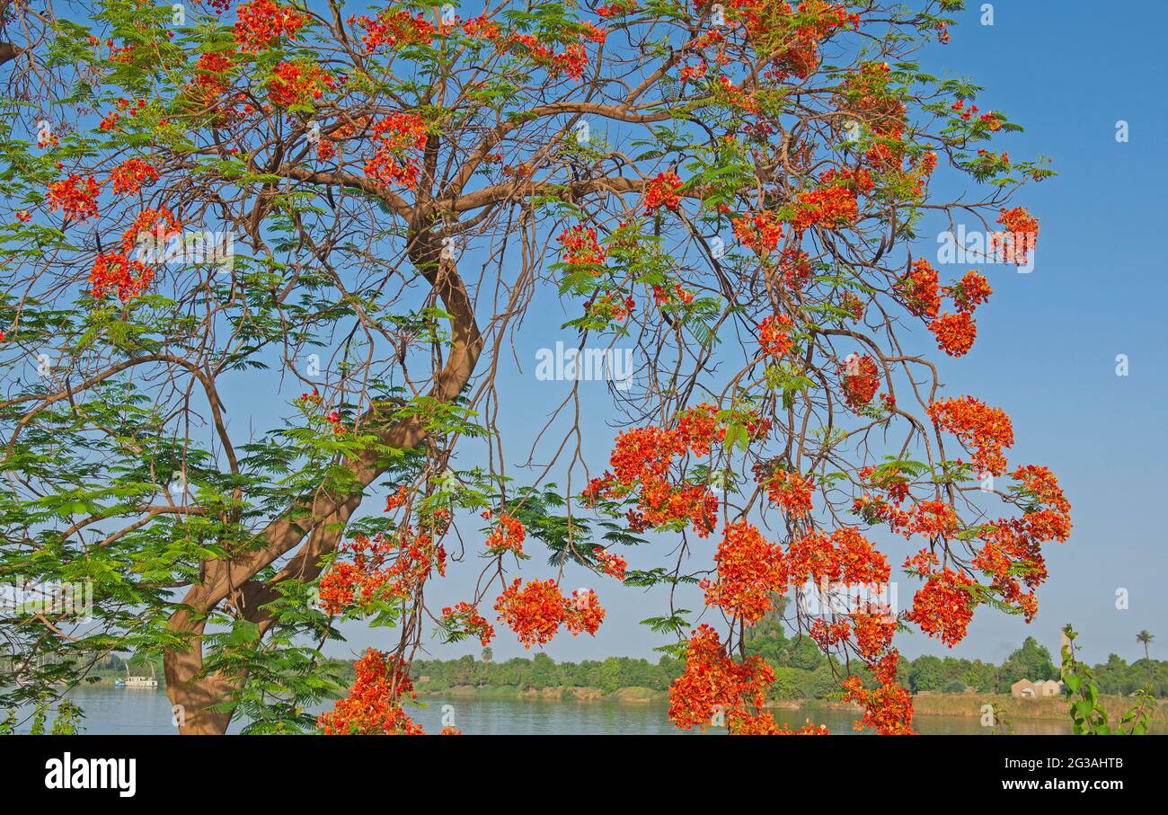 Orange carob arbre ceratonia siliqua fleurs contre le ciel bleu et le fond de la rivière Banque D'Images