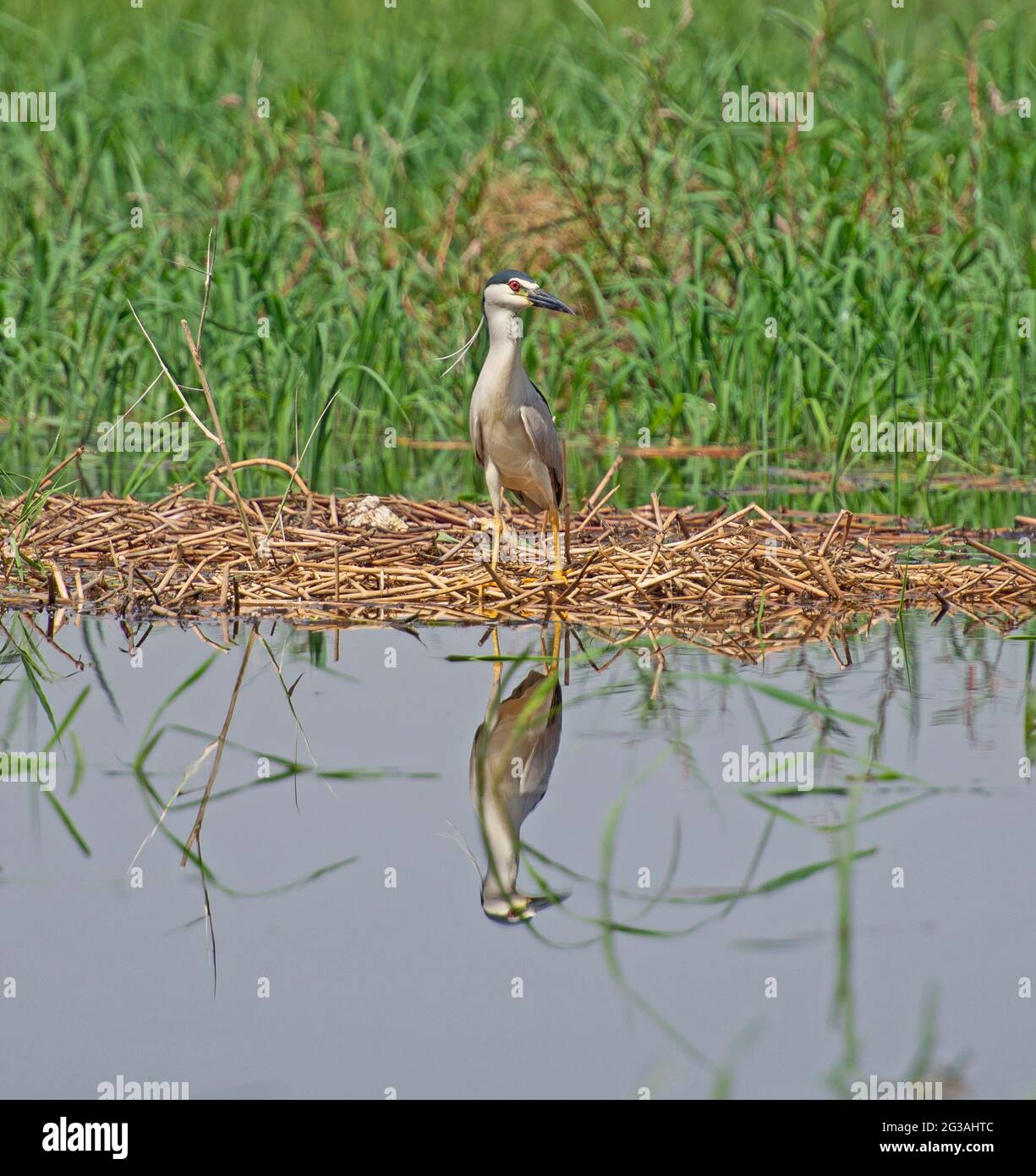 L'héron nycticorax nycticorax nocturne de couronne noire se trouvait sur le bord des terres humides des berges de la rivière dans les roseaux à graminées Banque D'Images