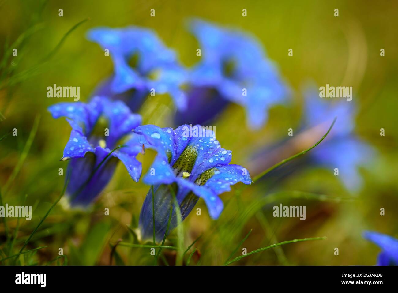 Détail de Gentiana pyrenaica à Sant Joan de l'ERM Vell au printemps (Parc naturel Alt Pirineu, Pyrénées, Catalogne, Espagne) Banque D'Images