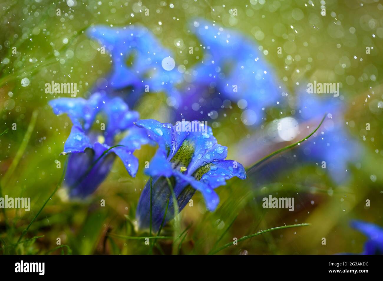 Détail de Gentiana pyrenaica à Sant Joan de l'ERM Vell au printemps (Parc naturel Alt Pirineu, Pyrénées, Catalogne, Espagne) Banque D'Images