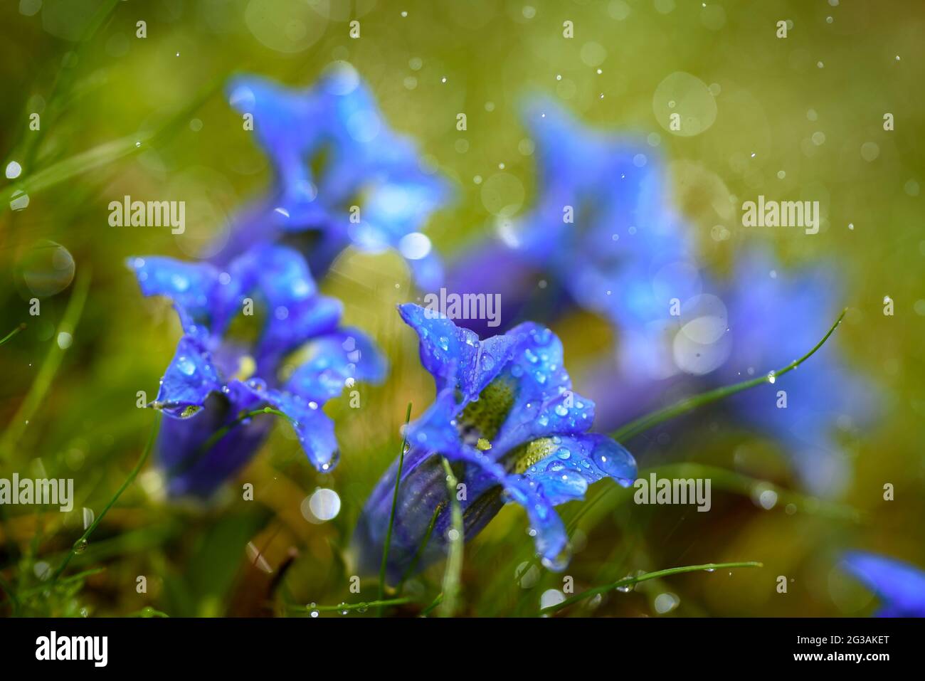 Détail de Gentiana pyrenaica à Sant Joan de l'ERM Vell au printemps (Parc naturel Alt Pirineu, Pyrénées, Catalogne, Espagne) Banque D'Images