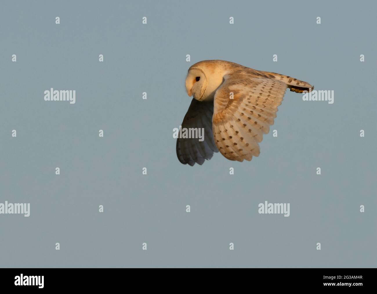 Une chouette sauvage (Tyto alba) baignée dans la lumière du soleil du début de la soirée, Norfolk Banque D'Images