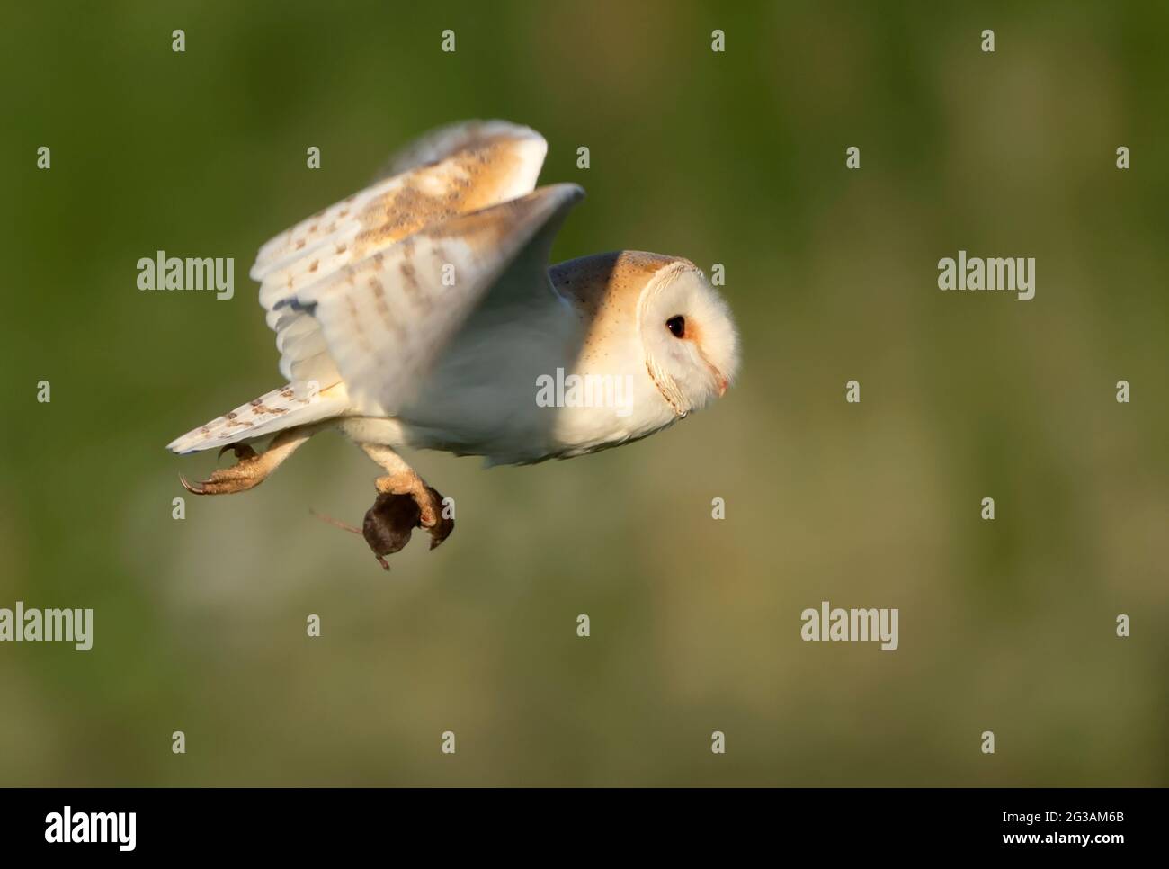 Un OWL sauvage de Bran (Tyto alba) ramenant un campagnol récemment capturé au nid, Norfolk Banque D'Images