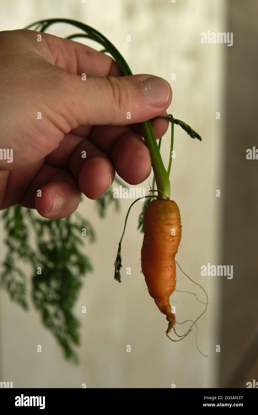 une petite carotte avec une queue verte Banque D'Images