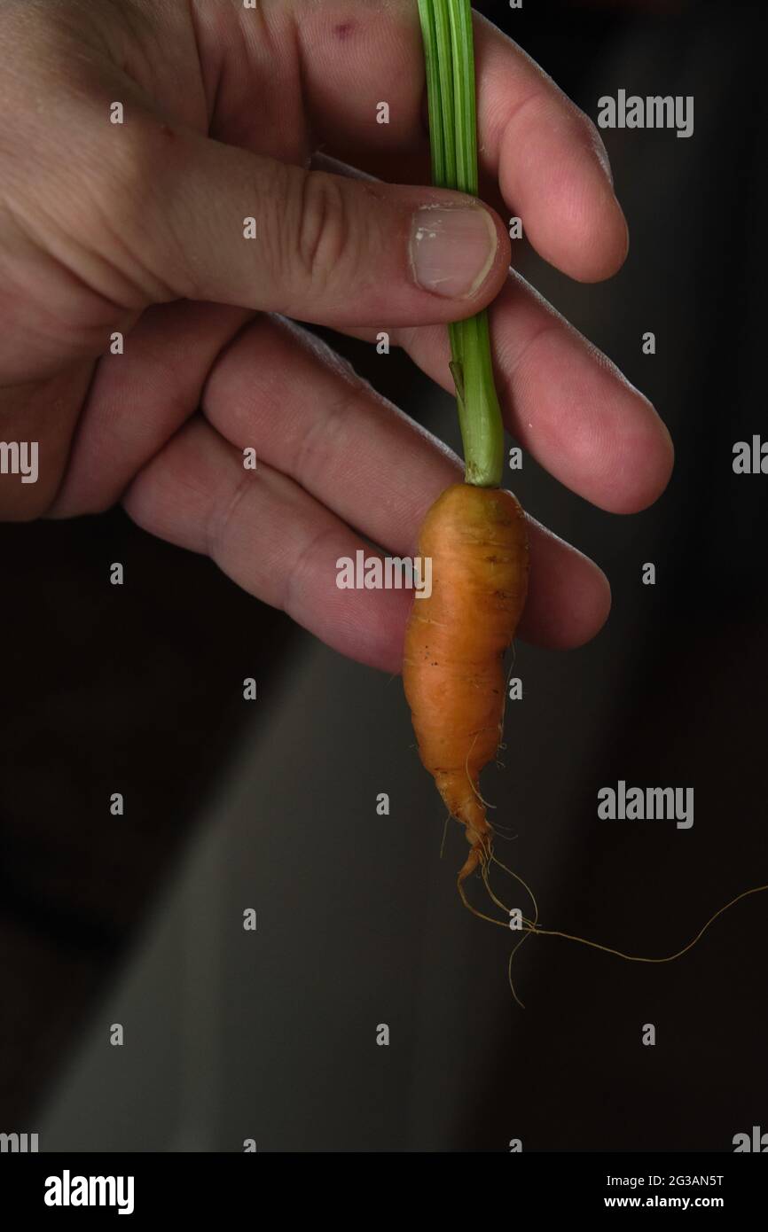 une petite carotte avec une queue verte Banque D'Images