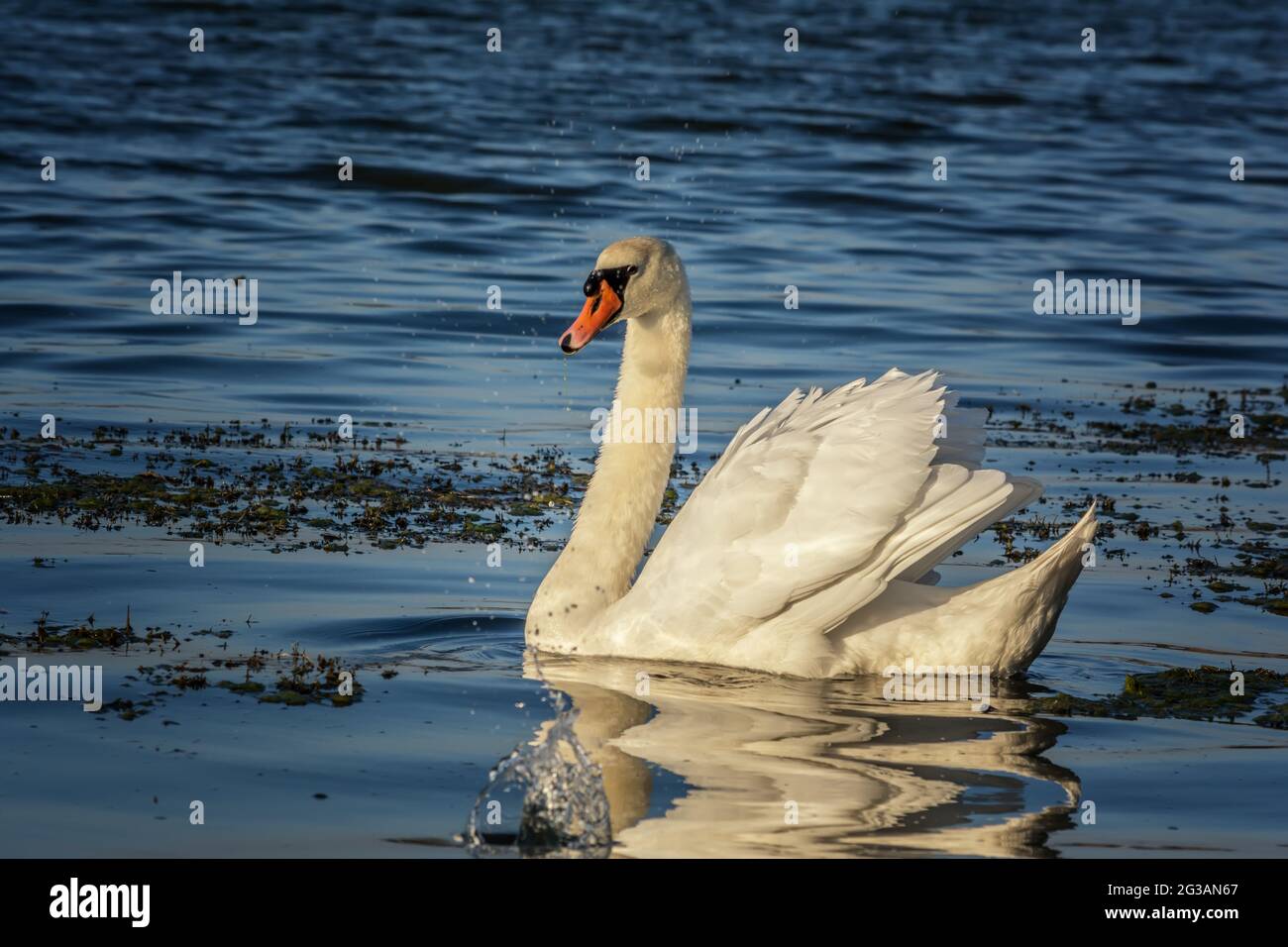 Cygnes blancs avec petits cygnes sur le lac Banque D'Images