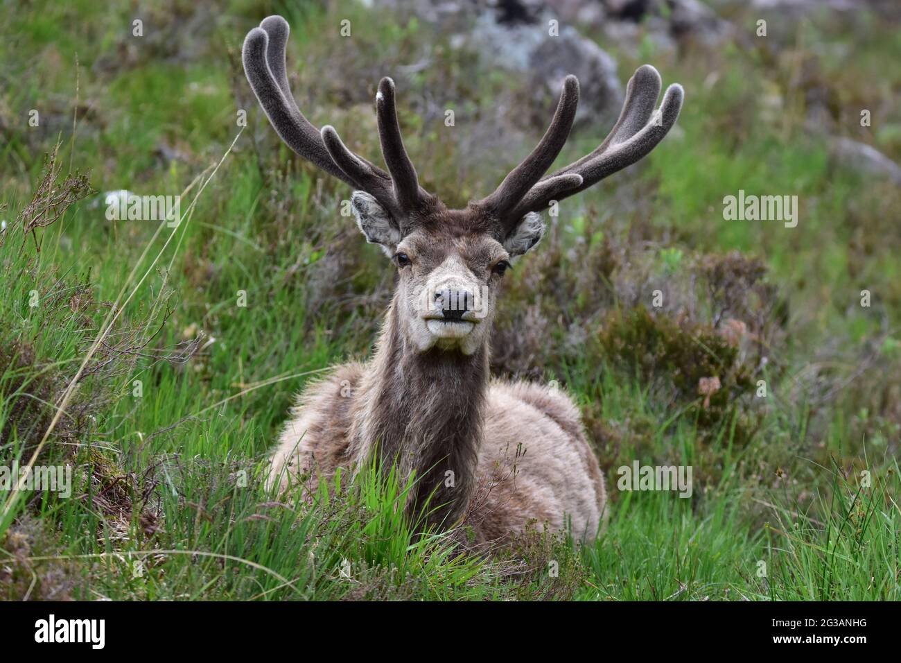 Red Deer Stag posé. Écosse Banque D'Images