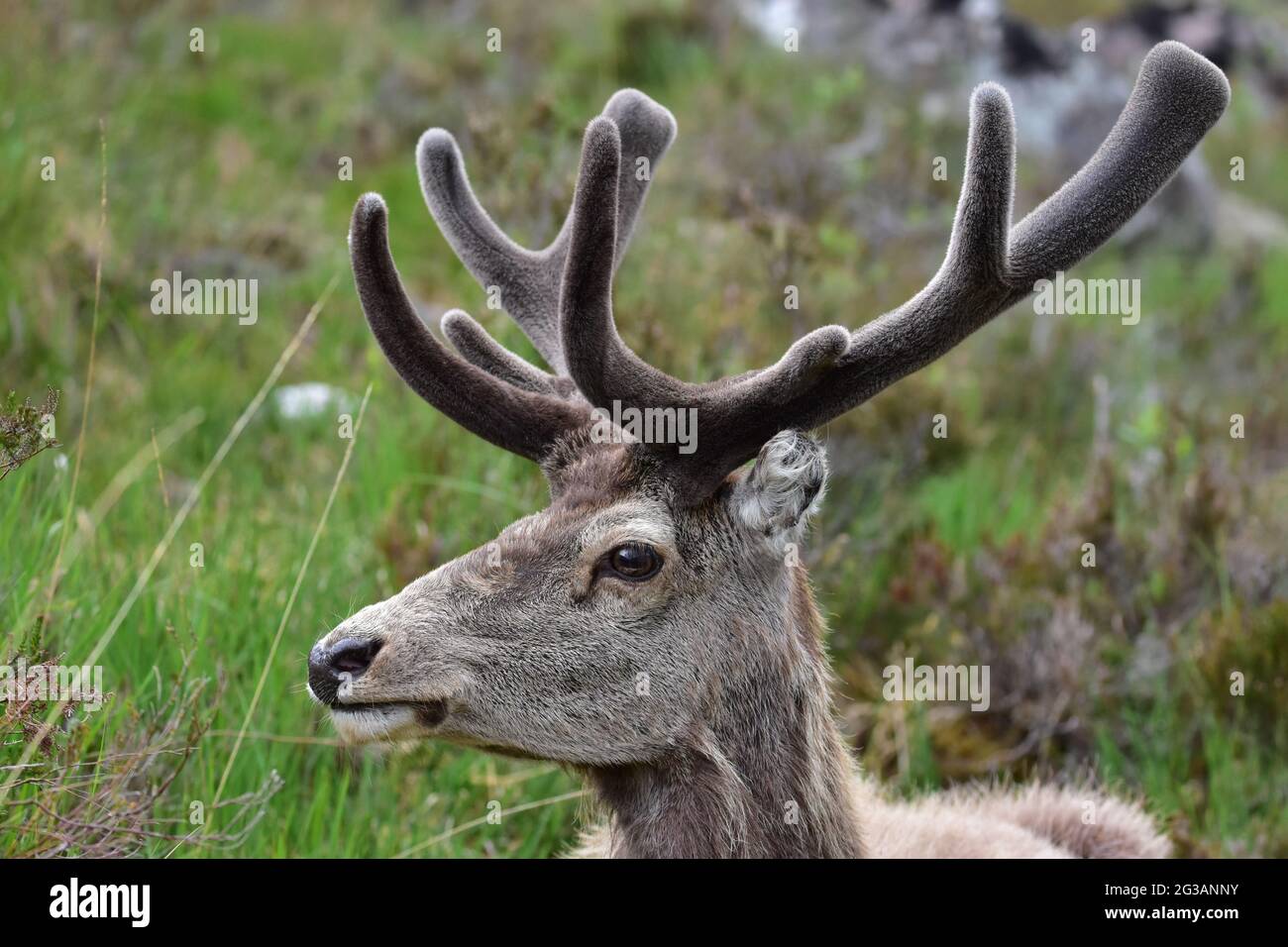 Rouge cerf Callum montrant des bois recouverts de velours à Torridon en Écosse Banque D'Images