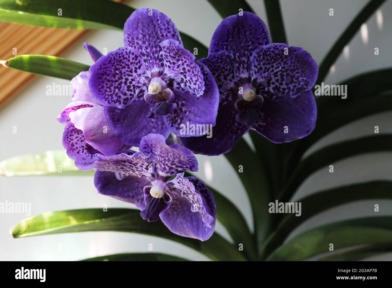 Vue en gros plan sur les fleurs d'orchidées vanda aux couleurs pourpre et  violet Photo Stock - Alamy