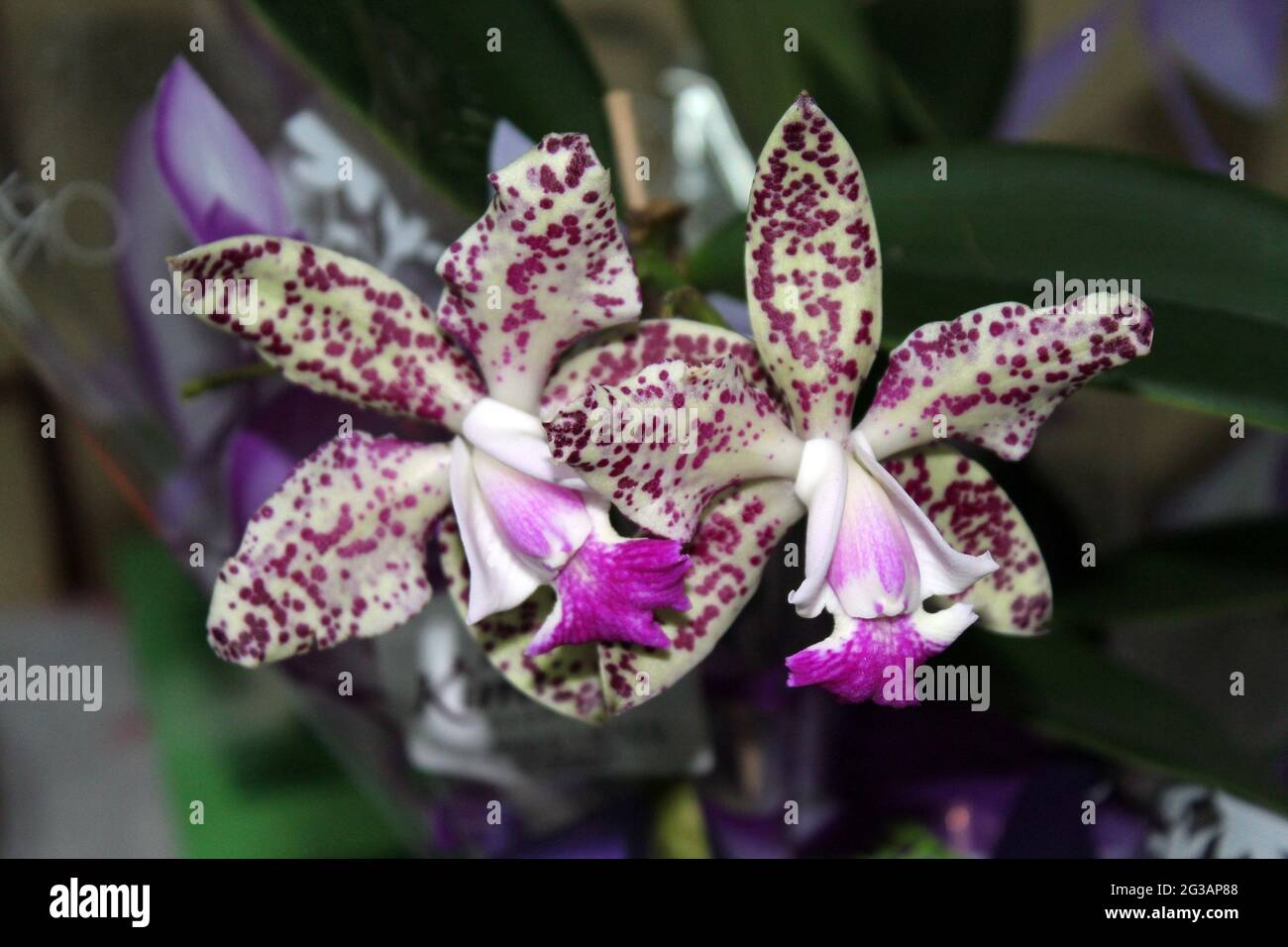 Vue rapprochée de deux fleurs d'orchidées de cattleya marbrées Banque D'Images