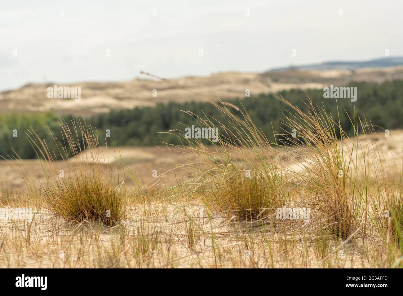 Vue panoramique sur les dunes de sable de Nida, Klaipeda, Lituanie, Europe. Spit de Curonian et lagune de Curonian. Dunes baltes sur la mer Baltique. Patrimoine de l'UNESCO Banque D'Images