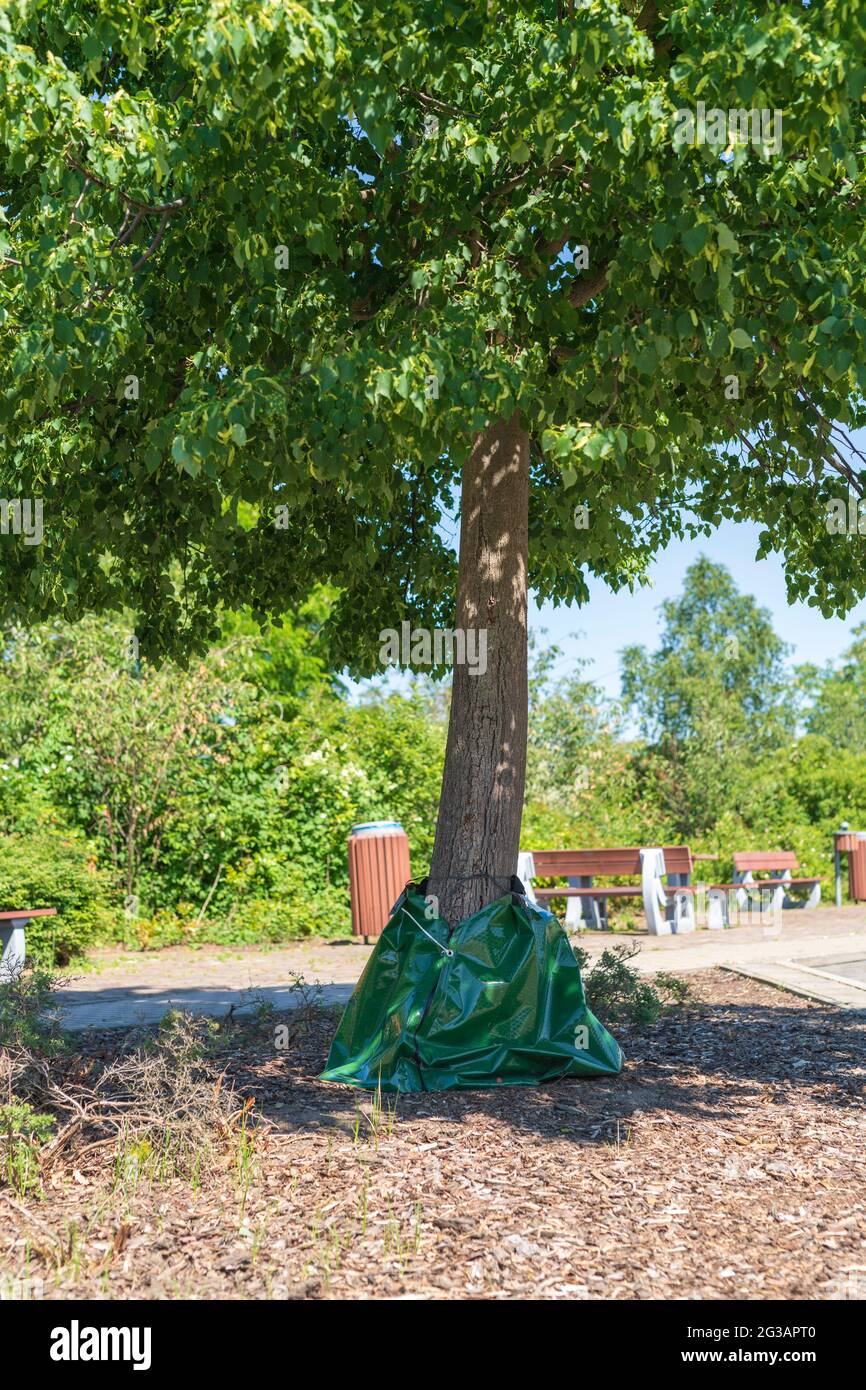 Arrosage des arbres avec des sacs d'eau Banque D'Images