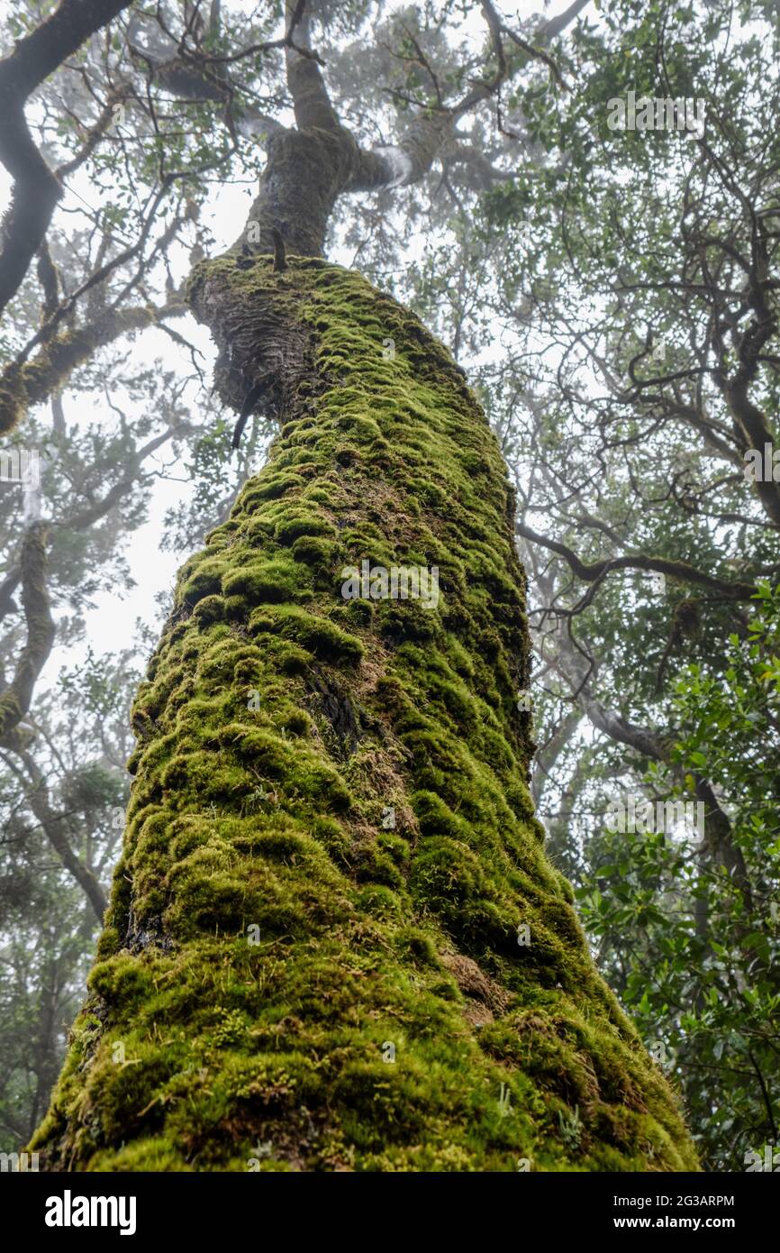 Lorbeerbaum im Nationalpark Garajonay (Parque Nacional de Garajonay) lauf der kanarischen Insel la Gomera, Espagnol Banque D'Images