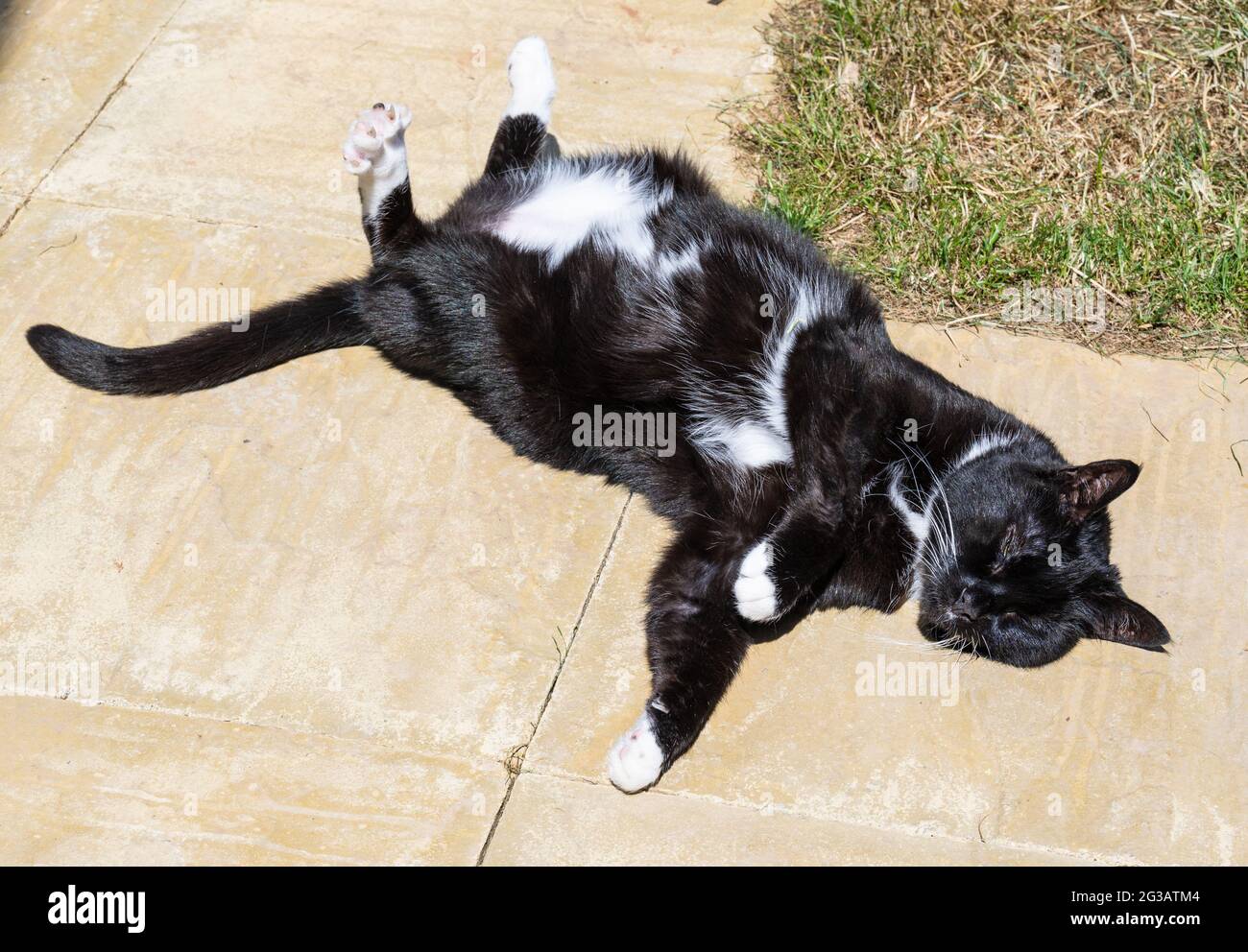 Tavistock, Devon, Royaume-Uni. 15 juin 2021. Météo au Royaume-Uni: Maddie le chat prend le soleil glorieux chaud dans le jardin arrière de sa maison près de Tavistock que les températures montent. Credit: Celia McMahon/Alamy Live News Banque D'Images