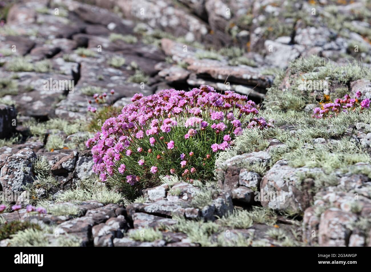 Thrift Flowers (Armeria maritima), croissant aux côtés de Sea Ivory Lichen (Ramalina silicosa), Royaume-Uni Banque D'Images