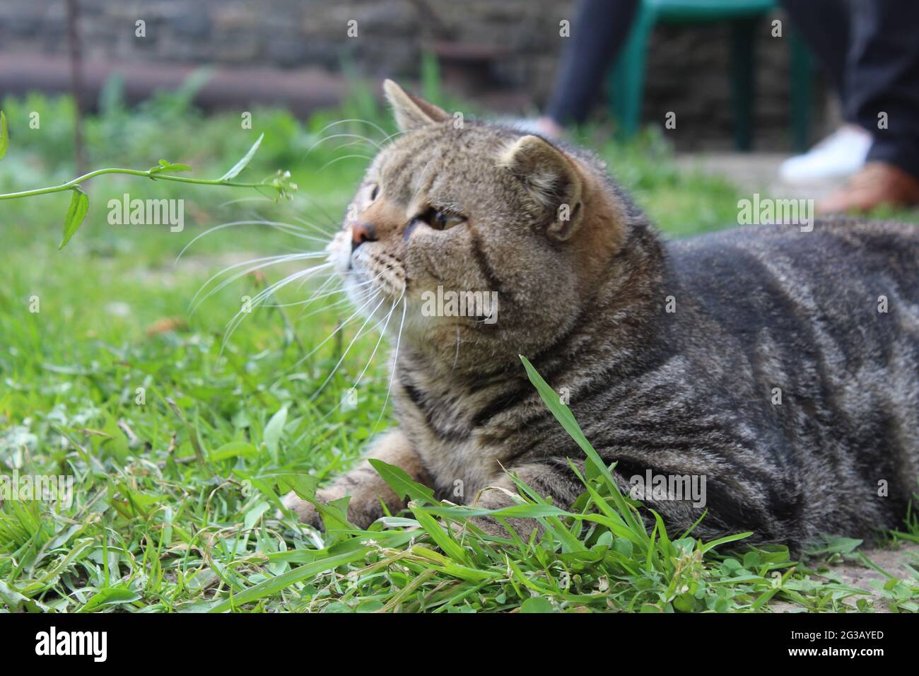 Le Chat Raye Gris A Poil Court Domestique Joue Dehors Sur L Herbe Gros Plan Ete Chat De Rue Photo Stock Alamy