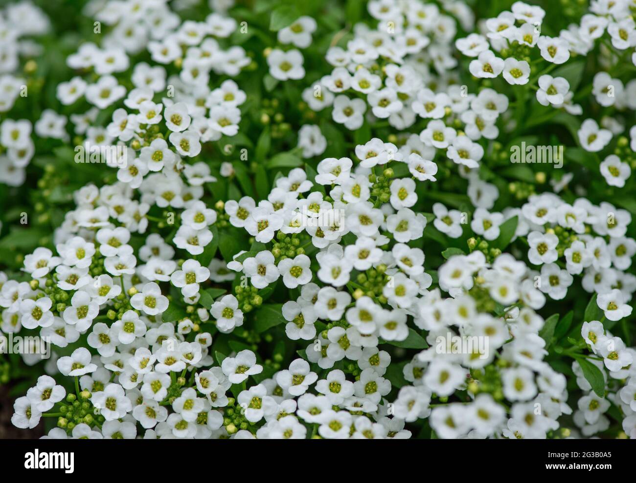 Fleurs blanches Sweet Alyssum poussant dans le jardin en été Banque D'Images