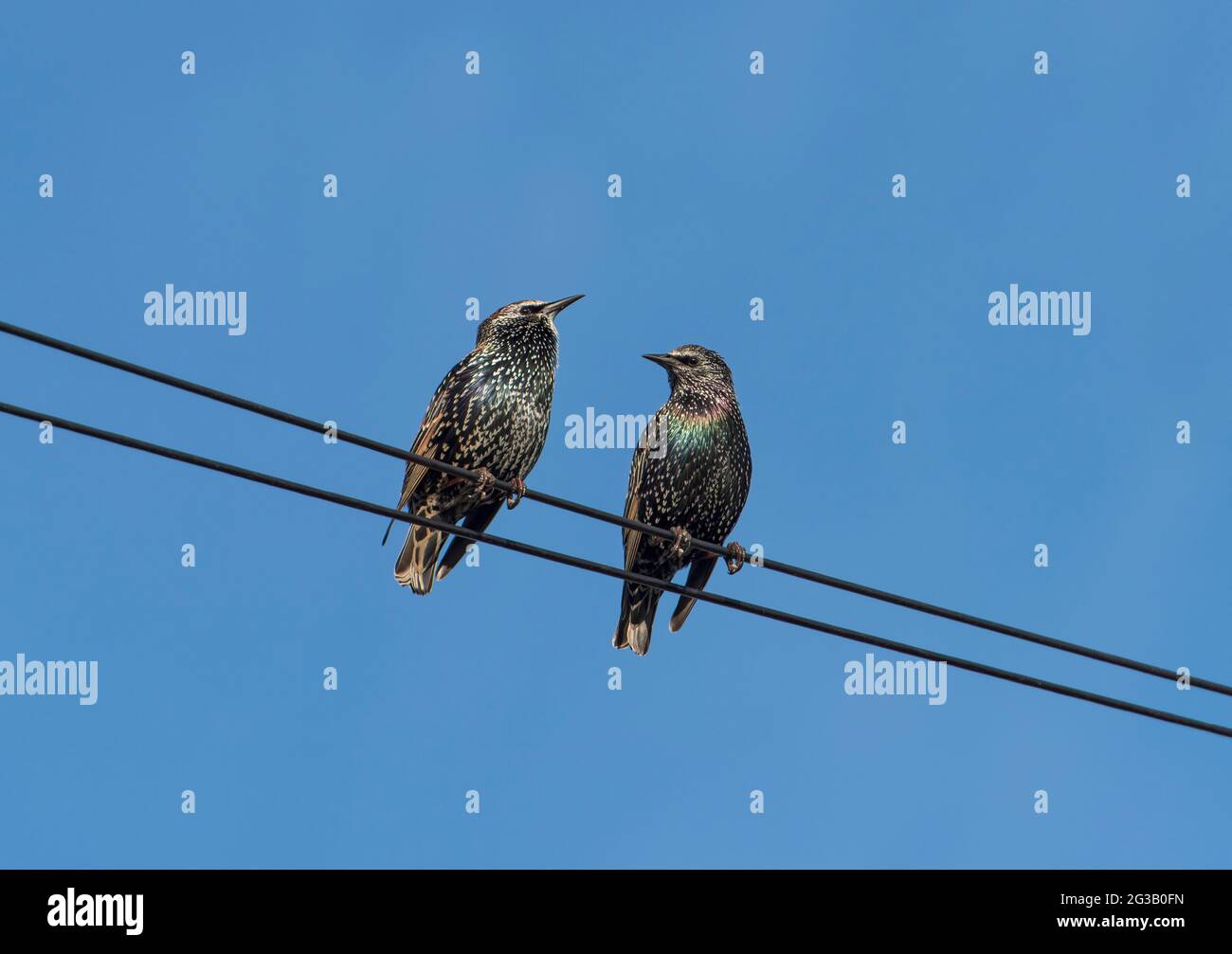 Paire de Starling commun, Sturnus vulgaris, sur fil téléphonique Banque D'Images Paire de Starling commun, Sturnus vulgaris, sur fil téléphonique Banque D'Images