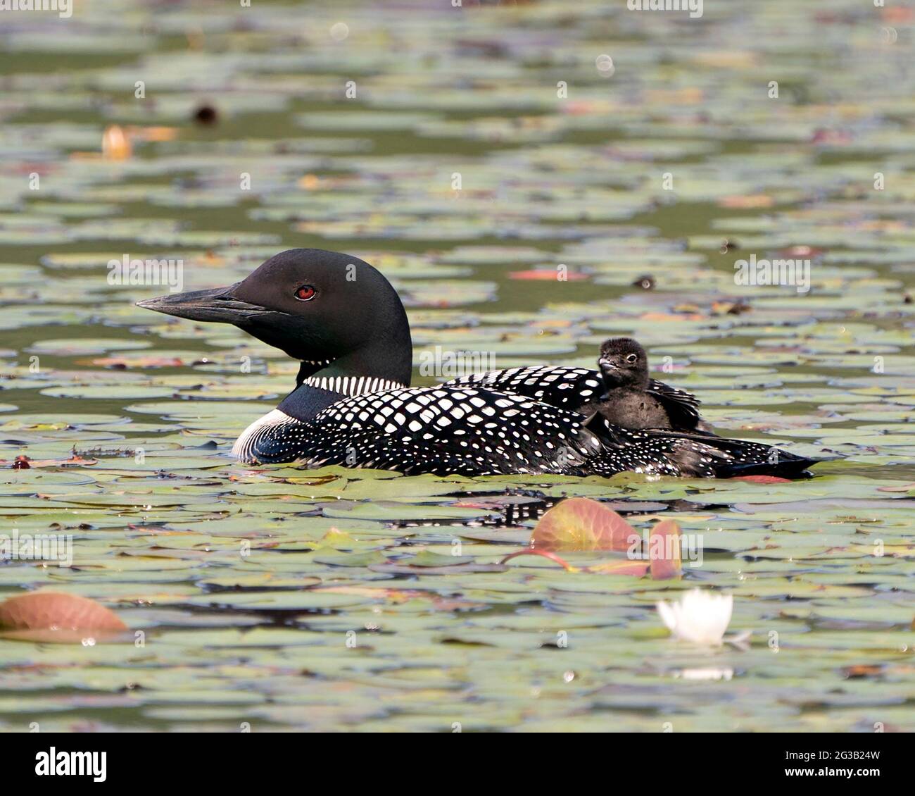 Le Loon commun et le bébé poussin loon à cheval sur le dos des parents et célébrant la nouvelle vie avec des coussins de nénuphars dans leur environnement et leur habitat environnant Banque D'Images