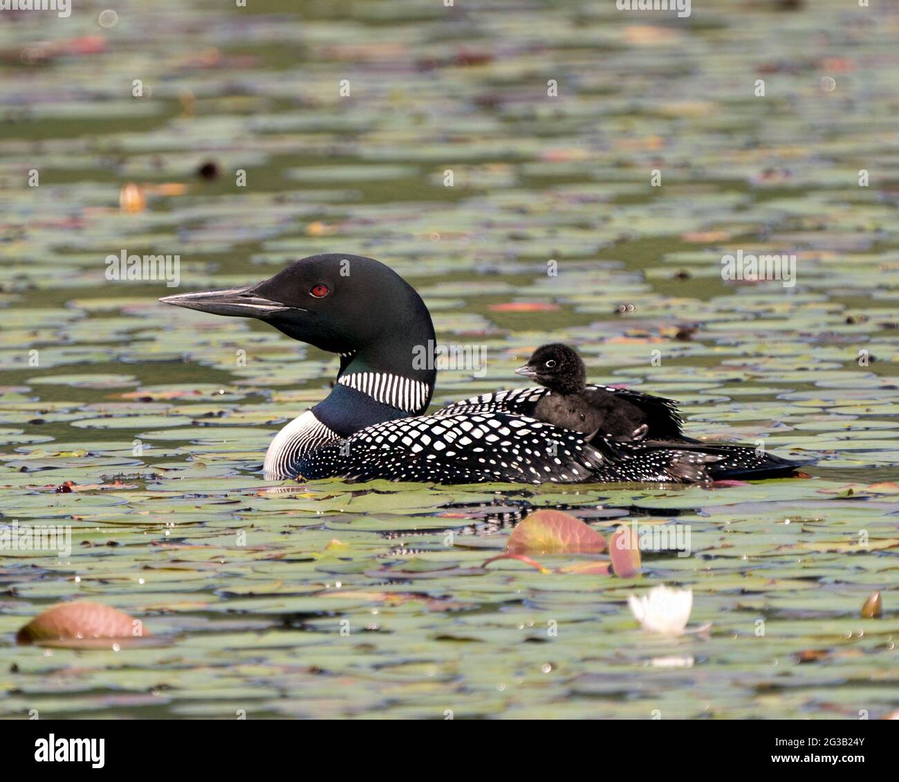 Le Loon commun et le bébé poussin loon à cheval sur le dos des parents et célébrant la nouvelle vie avec des coussins de nénuphars dans leur environnement et leur habitat environnant Banque D'Images