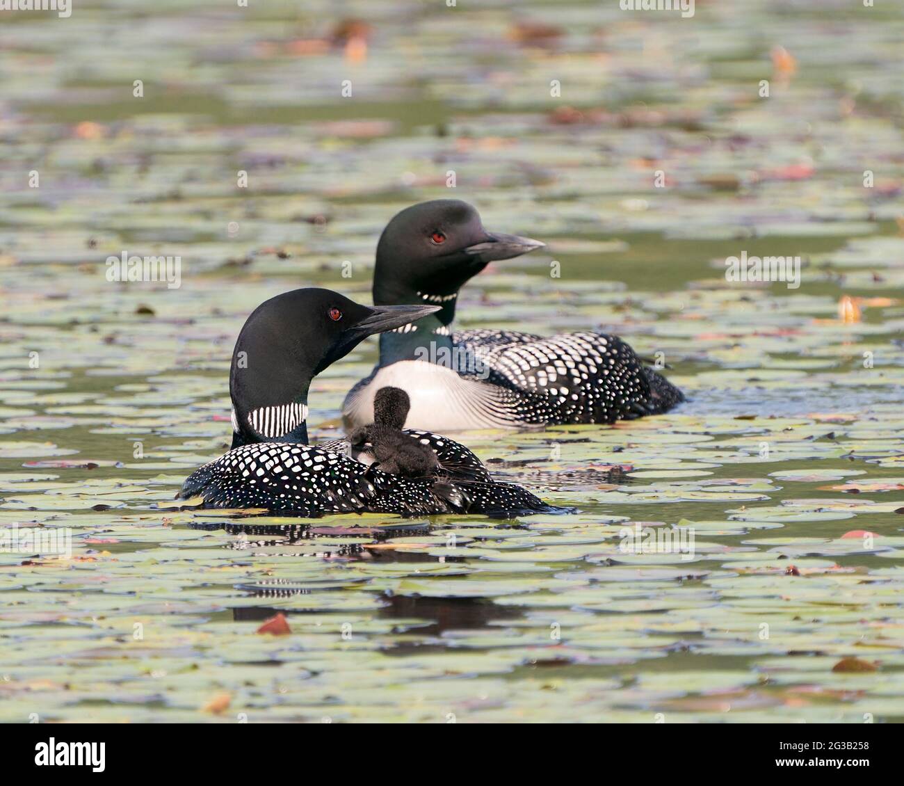 Le Loon commun et le bébé poussin loon à cheval sur le dos des parents et célébrant la nouvelle vie avec des coussins de nénuphars dans leur environnement et leur habitat environnant Banque D'Images