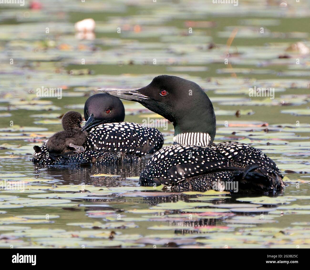 Le Loon commun et le bébé poussin loon à cheval sur le dos des parents et célébrant la nouvelle vie avec des coussins de nénuphars dans leur environnement et leur habitat environnant Banque D'Images Le Loon commun et le bébé poussin loon à cheval sur le dos des parents et célébrant la nouvelle vie avec des coussins de nénuphars dans leur environnement et leur habitat environnant Banque D'Images