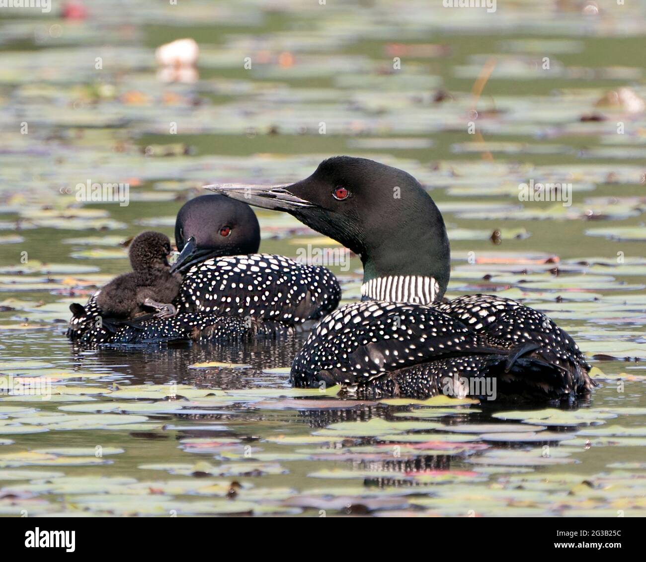 Le Loon commun et le bébé poussin loon à cheval sur le dos des parents et célébrant la nouvelle vie avec des coussins de nénuphars dans leur environnement et leur habitat environnant Banque D'Images