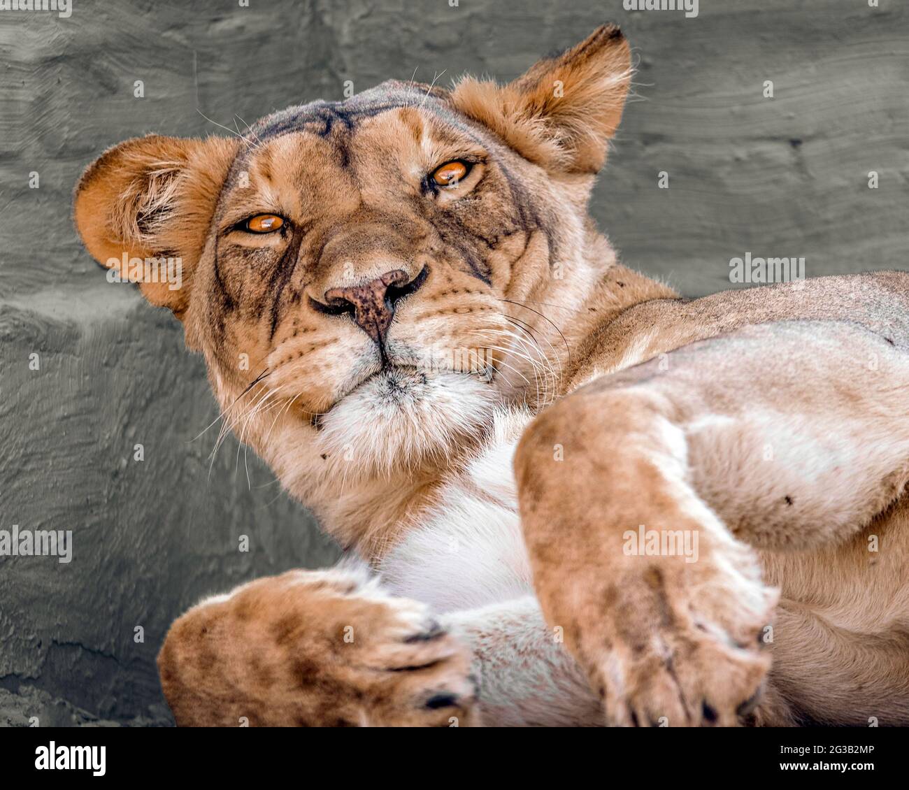 Vous venez de me réveiller ? (Lioness) Banque D'Images