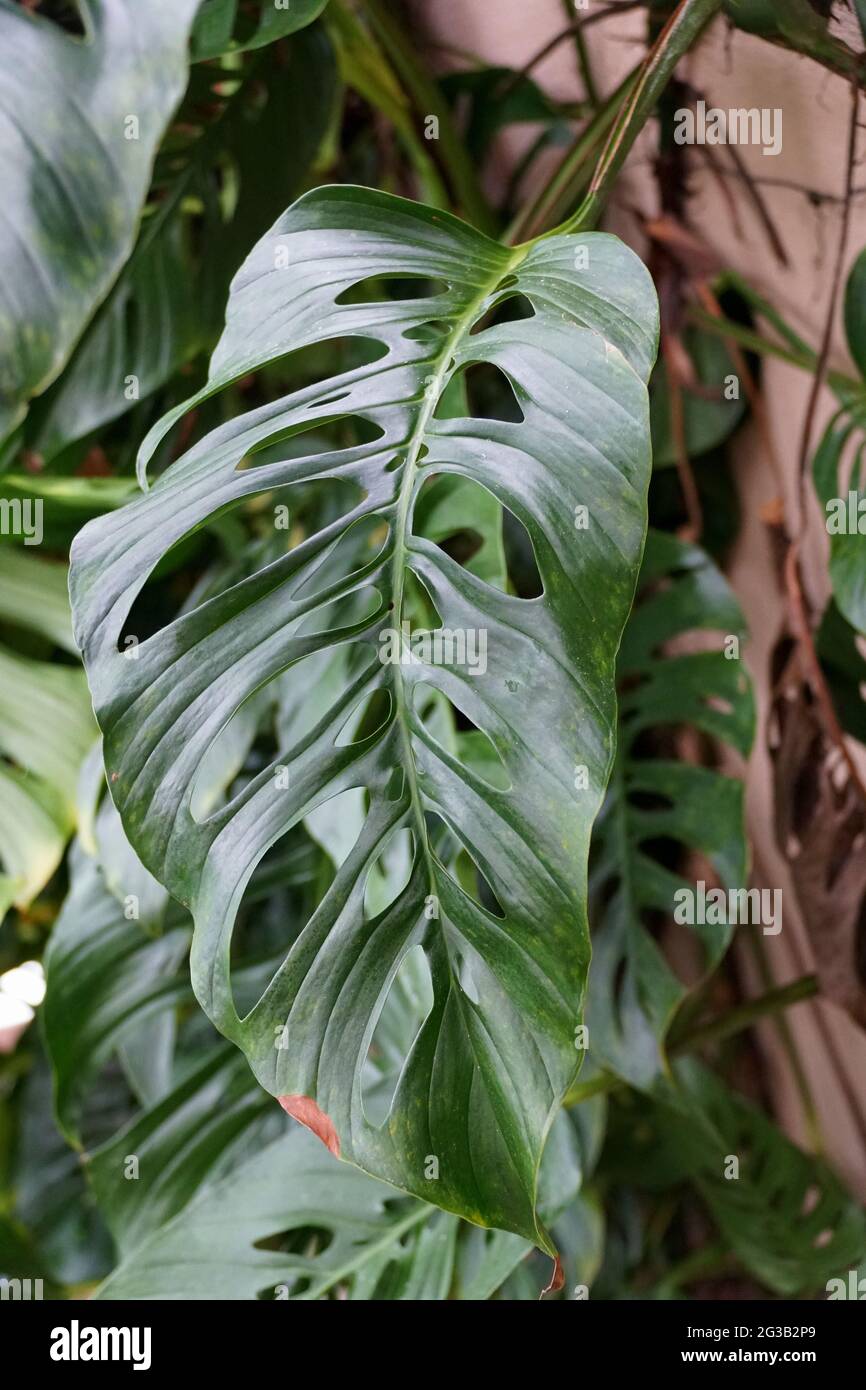 Gros plan d'une grande feuille verte de Monstera Esqueleto, une plante tropicale grimpante Banque D'Images