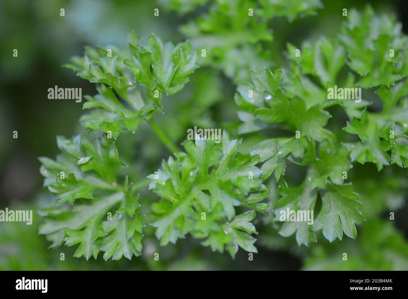 petroselinum crispum, saftig grüne Petersilie im Hochbeet wachsend Banque D'Images