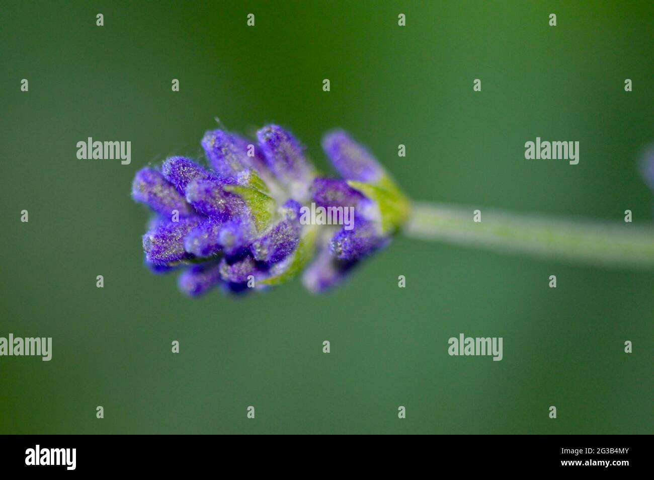Lavendula angustifolia - lavendelblüte Nahaufnahme Banque D'Images