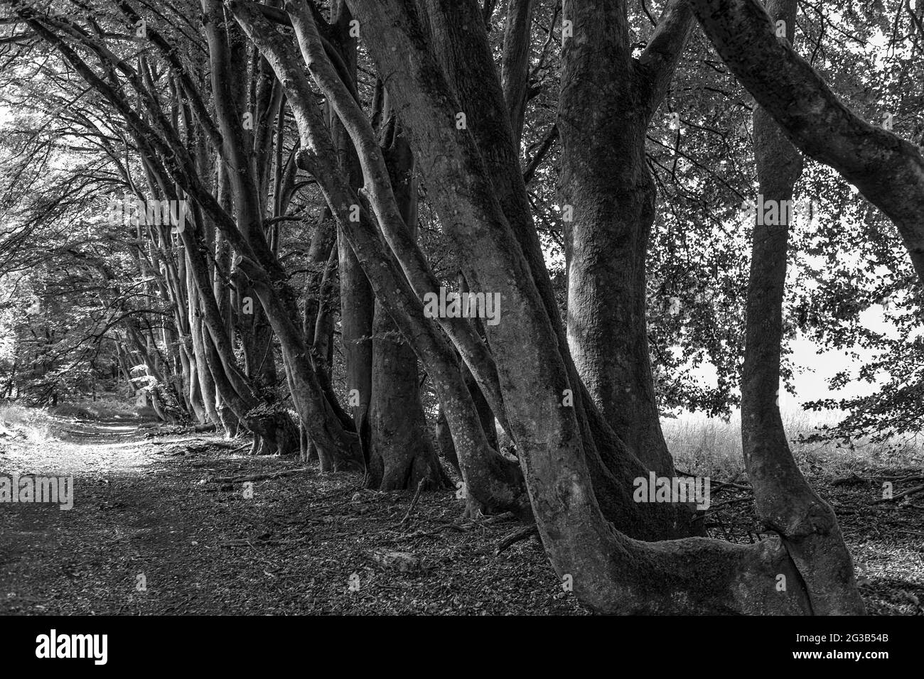 Un sentier le long d'une belle avenue en hêtre près de Chilgrove, South Downs National Park, West Sussex, Angleterre, Royaume-Uni. Version noir et blanc Banque D'Images