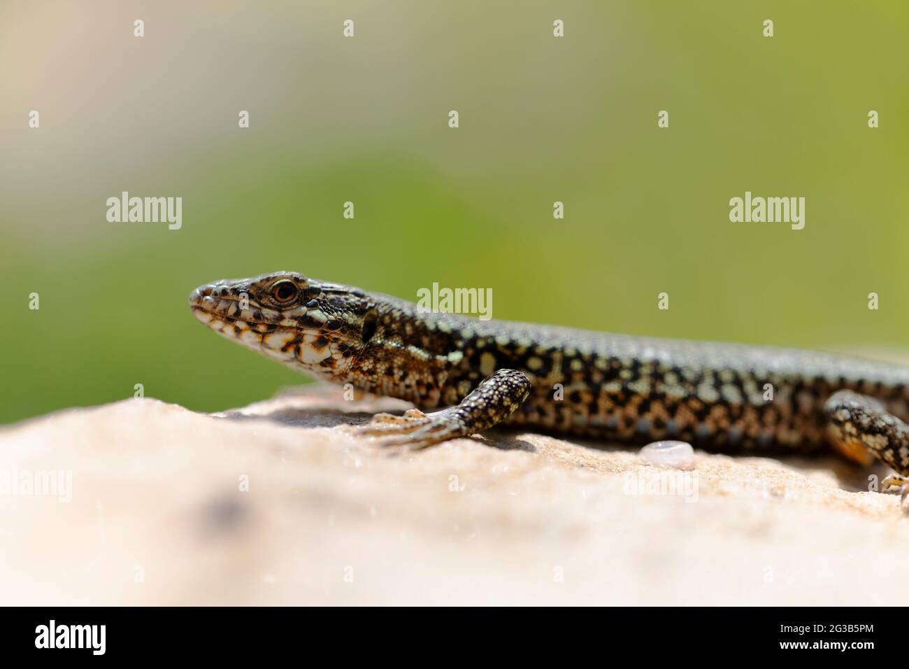 Le lézard mural Lacerta muralis se trouve à proximité, assis sur une pierre légère Banque D'Images