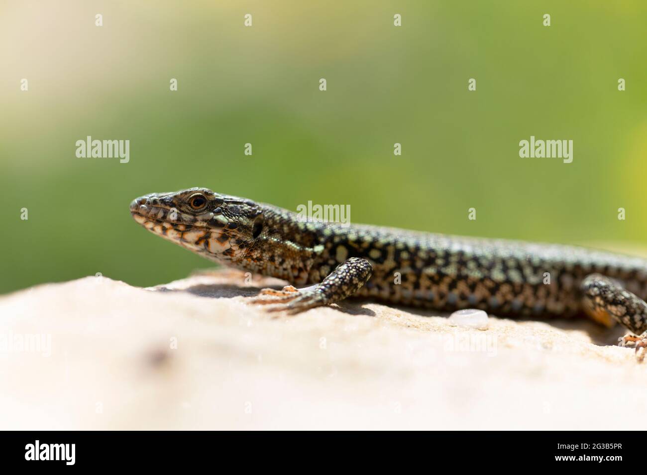 Le lézard mural Lacerta muralis se trouve à proximité, assis sur une pierre légère Banque D'Images