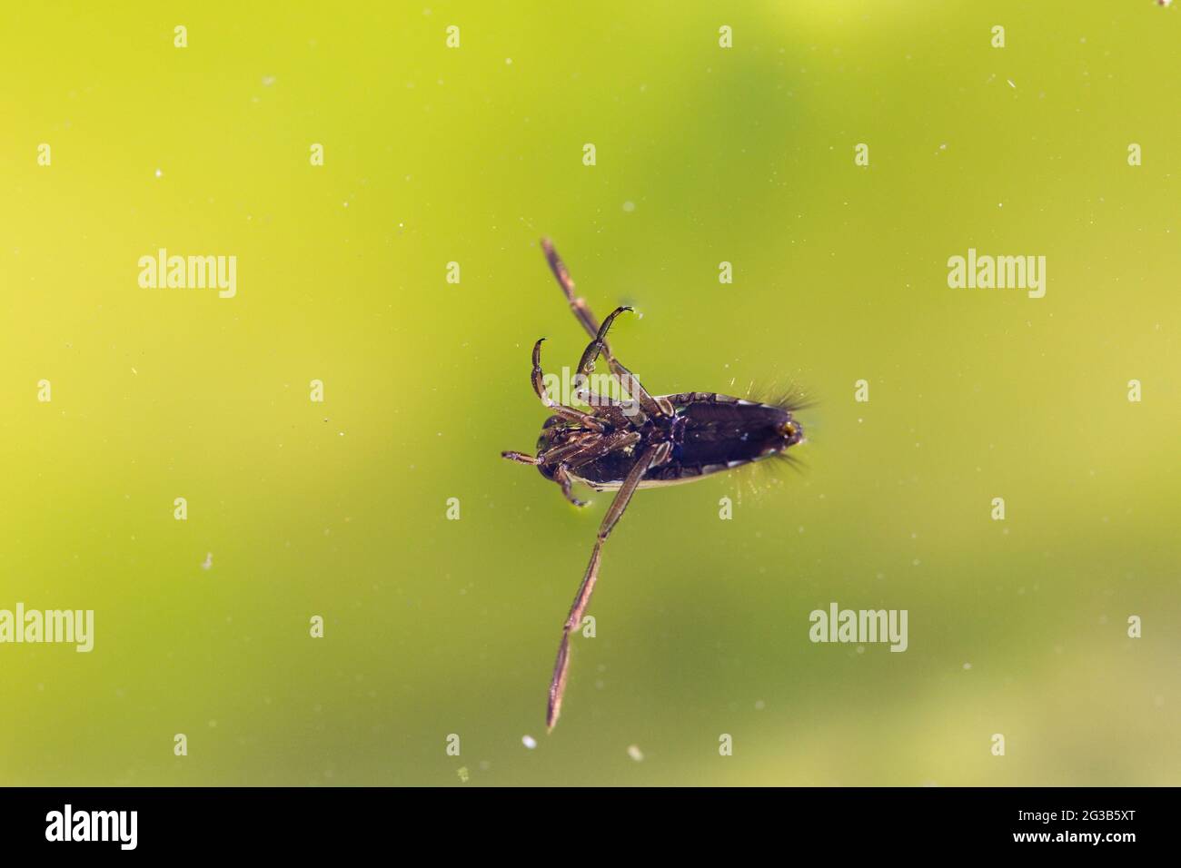 L'insecte aquatique Hemiptera Notonecta glauca se baigner en gros plan — free download