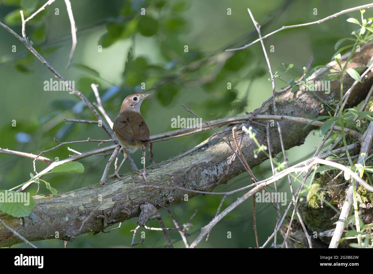 Nightingale Luscinia megarhynchos en sous-croissance près de son nid Banque D'Images