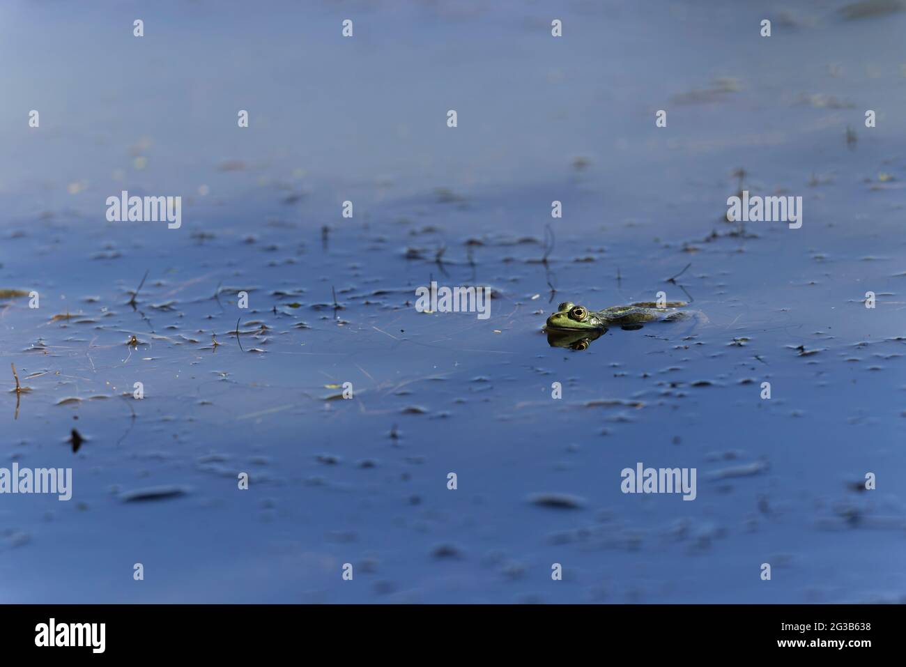 Grenouille verte Pélophylax cf. Esculentus ridibundus gros plan Banque D'Images