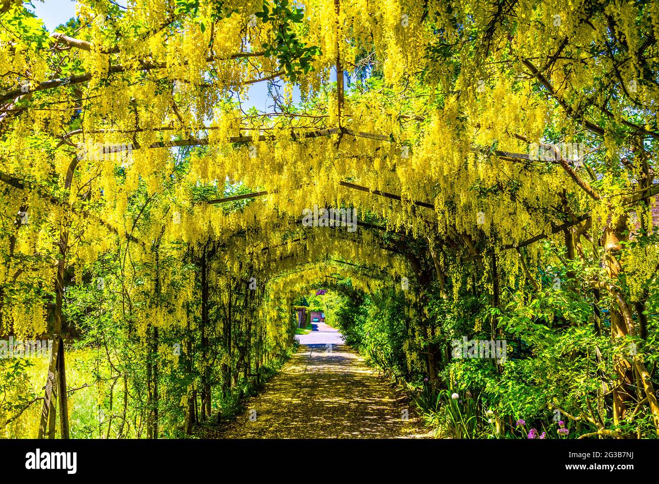 Tunnel de wisteria jaune dans les jardins Wilderness du Hampton court Palace, Richmond, Londres, Royaume-Uni Banque D'Images