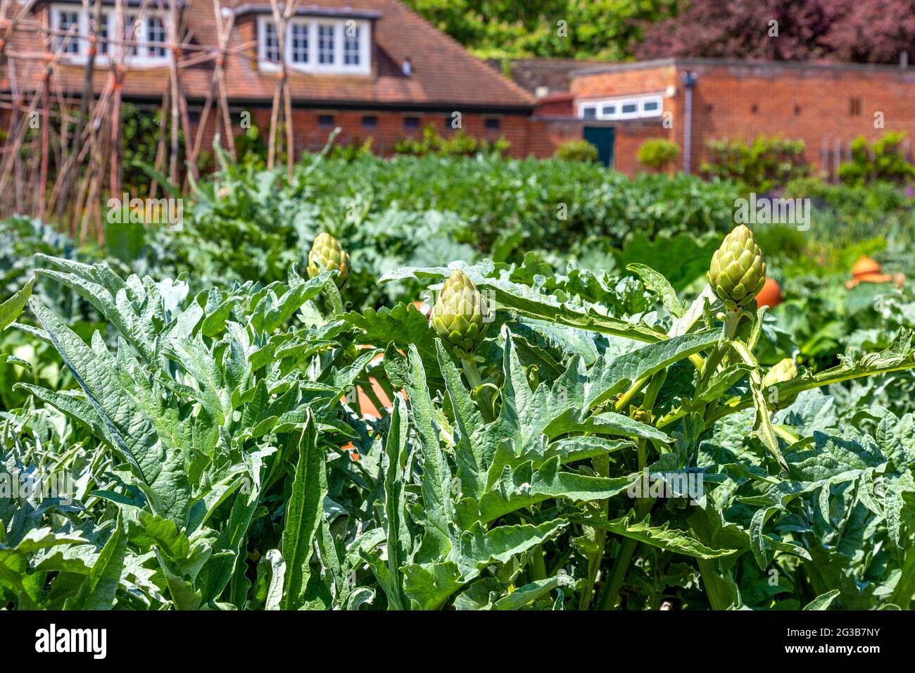 Artichauts en pleine croissance au Kitchen Garden de Hampton court Palace, Richmond, Londres, Royaume-Uni Banque D'Images