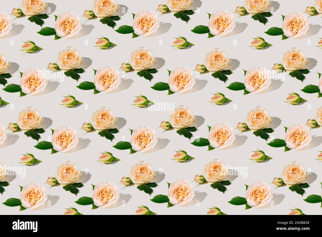 Motif été fait de roses fraîches et de feuilles vertes sur fond blanc. Présentation isométrique. Composition florale. Banque D'Images